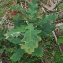 Quercus robur L.Quercus robur L.
