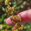 Rumex obtusifolius L.Rumex obtusifolius L.