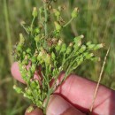 Erigeron sumatrensis Retz.Erigeron sumatrensis Retz.
