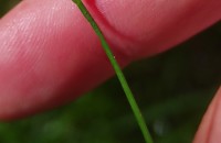 Isolepis fluitans (L.) R.Br.Isolepis fluitans (L.) R.Br.
