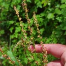 Rumex acetosa L. subsp. acetosaRumex acetosa L. subsp. acetosa