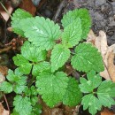 Lamium maculatum L.Lamium maculatum L.