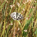 Melanargia lachesis (Hübner, 1790)Melanargia lachesis (Hübner, 1790)