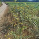 Foeniculum vulgare Mill.Foeniculum vulgare Mill.