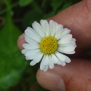 Bellis perennis L.Bellis perennis L.