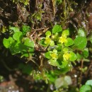 Chrysosplenium oppositifolium L.Chrysosplenium oppositifolium L.