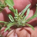 Gnaphalium uliginosum L.Gnaphalium uliginosum L.
