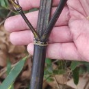 Phyllostachys nigra (Lodd. ex Lindl.) Munro 1868Phyllostachys nigra (Lodd. ex Lindl.) Munro 1868