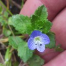 Veronica persica Poir.Veronica persica Poir.