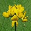 Lotus pedunculatus Cav.Lotus pedunculatus Cav.