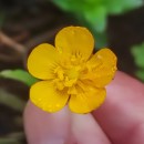 Ranunculus repens L.Ranunculus repens L.