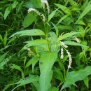 Persicaria lapathifolia (L.) Gray subsp. lapathifoliaPersicaria lapathifolia (L.) Gray subsp. lapathifolia