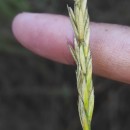 Elymus pungens (Pers.) Melderis subsp. campestris (Godr. & Gren.) MelderisElymus pungens (Pers.) Melderis subsp. campestris (Godr. & Gren.) Melderis