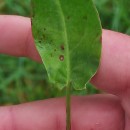 Rumex acetosa  L.Rumex acetosa L.