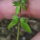 Stachys arvensis (L.) L.Stachys arvensis (L.) L.