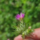 Carduus pycnocephalus L.Carduus pycnocephalus L.