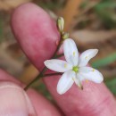 Simethis mattiazzii (Vand.) Sacc.Simethis mattiazzii (Vand.) Sacc.
