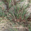 Corynephorus canescens (L.) Beauv.Corynephorus canescens (L.) Beauv.