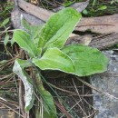 Helichrysum foetidum (L.) Cass.Helichrysum foetidum (L.) Cass.