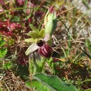 Ophrys sphegodes Mill.Ophrys sphegodes Mill.