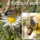 Eristalis tenax (Linnaeus, 1758)Eristalis tenax (Linnaeus, 1758)