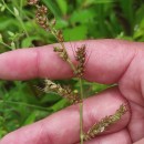 Echinochloa crus-galli (L.) Beauv.Echinochloa crus-galli (L.) Beauv.