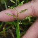 Poa annua L.Poa annua L.