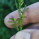 Cardamine flexuosa With.Cardamine flexuosa With.