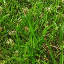 Plantago lanceolata L.Plantago lanceolata L.