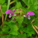 Lamium maculatum L.Lamium maculatum L.