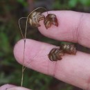 Briza maxima L.Briza maxima L.