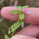 Scutellaria minor Huds.Scutellaria minor Huds.
