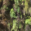 Woodwardia radicans (L.) Sm.Woodwardia radicans (L.) Sm.