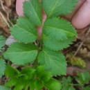 Sambucus nigra L.Sambucus nigra L.