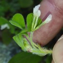 Trifolium subterraneum L. subsp. subterraneumTrifolium subterraneum L. subsp. subterraneum