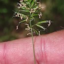 Anthoxanthum aristatum Boiss.Anthoxanthum aristatum Boiss.