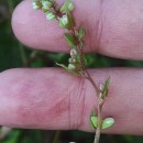 Fallopia convolvulus (L.) A. LöveFallopia convolvulus (L.) A. Löve