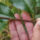 Prunus serotina Ehrh.Prunus serotina Ehrh.