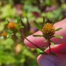Bidens frondosa L.Bidens frondosa L.