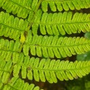 Dryopteris filix-mas (L.) SchottDryopteris filix-mas (L.) Schott