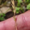 Danthonia decumbens (L.) DC.Danthonia decumbens (L.) DC.