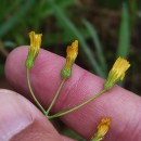 Crepis capillaris (L.) Wallr.Crepis capillaris (L.) Wallr.