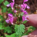 Lamium maculatum L.Lamium maculatum L.