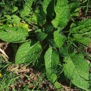 Pentaglottis sempervirens (L.) Tausch ex L.H. BaileyPentaglottis sempervirens (L.) Tausch ex L.H. Bailey