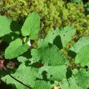 Teucrium scorodonia L.Teucrium scorodonia L.