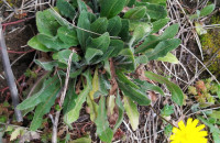 Thrincia sp. RothThrincia sp. Roth