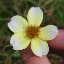 Bidens aurea (Aiton) SherffBidens aurea (Aiton) Sherff