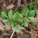 Sambucus nigra L.Sambucus nigra L.