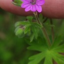 Geranium molle L.Geranium molle L.