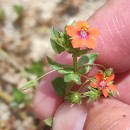 Lysimachia arvensis (L.) U.Manns & Anderb.Lysimachia arvensis (L.) U.Manns & Anderb.